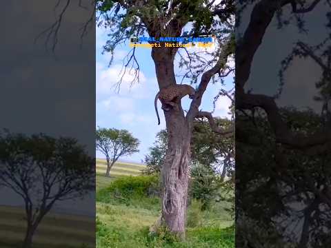 Leopard attacked by lioness