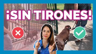 ¿Tu perro🐶 tira de la correa? ESTE es el secreto🔥 que nadie te cuenta | Adiestramiento Canino