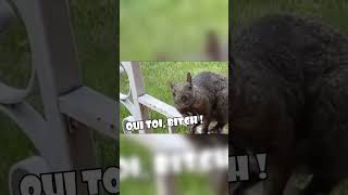 Cet écureuil ne comprend pas la situation #shorts