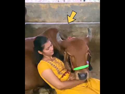 Girl love on cow #factsintamil 😲பசுவின் மீது காதல்😲 #amazingfacts #touchfacts #shorts