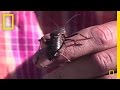 Mormon Crickets and Their Impact