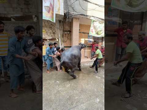 Jumping bull😨gussa kar gaya😱 #foryou #ytshorts #bull #bulllovers #cow #petlover #pets #animals