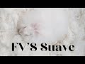 FV's Suave, 1 year
