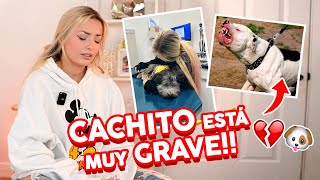 CACHITO FUE ATACADO POR UN PITBULL *Te Necesitamos* ♡ | Katie Angel