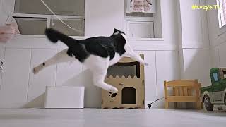 Funny Cat Jump 점프하는 고양이를 느리게 보면 귀엽습니다
