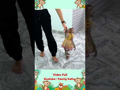 Monkey Hair Red called for Mom when Monkey Mit pooped on the floor