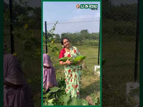 சுரை, பூசணி Harvest | Actress Seetha's Garden | Pasumai Vikatan