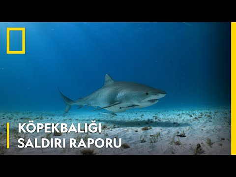 Köpekbalığı Saldırı Raporu | WILD