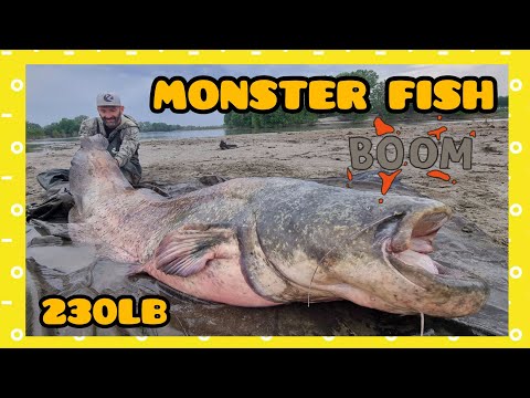 Big 230 pounder fish at night in a muddy river by Catfish World