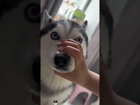 #dog#funny