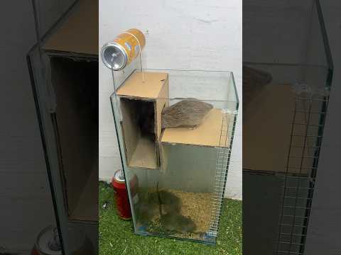 caer en la trampa/Trampa para ratones estilo ascensor #rat #mouse
