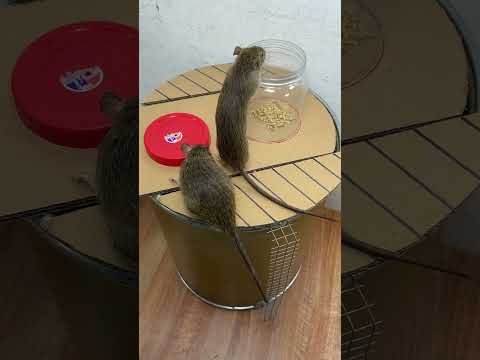 Homemade trap/ Top 10 best homemade mouse traps #rat #rattrap