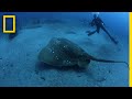 Conservation Efforts for Marine Species