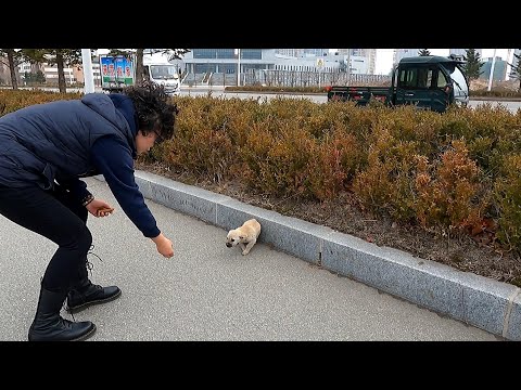 Rescue furious stray puppy from dangerous busy traffic