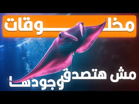 مخلوقات مش هتصدق إنها موجودة