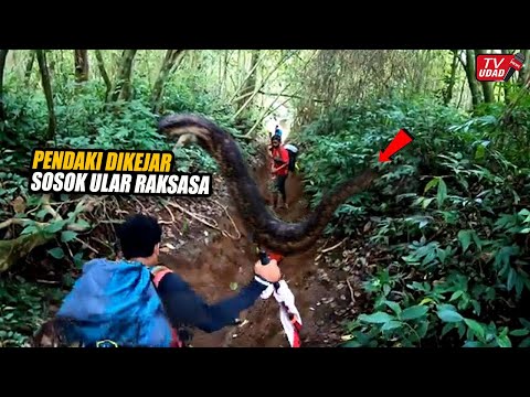 Ngeri!! Para Pendaki Rekam Penampakan Ular Raksasa Sepanjang 80 Meter Hidup Ditengah Hutan