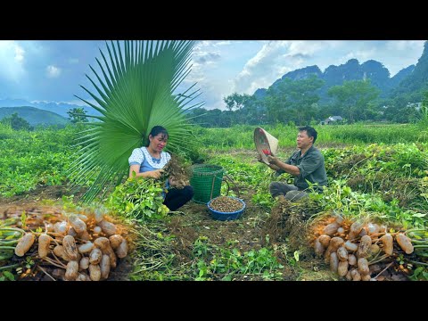 Harvest peanuts quickly before the rainy season. DT's happy rural life