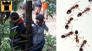 Fire Ants - History's Most BRUTAL Execution Method?