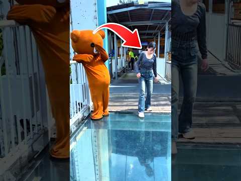 This Panda Shocked Everyone On The Glass Bridge #shortsvideo