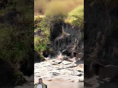 ما وراء الزئير: اكتشاف تاج الأسد المفقود #shorts