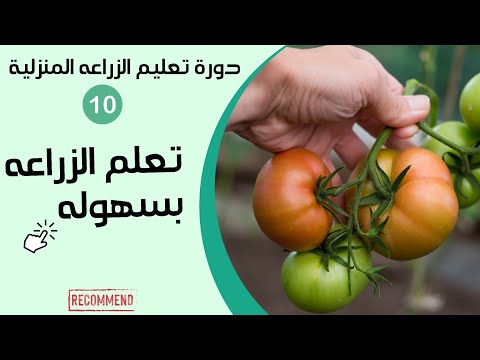 تعلم بنفسك الزراعه المنزلية. زراعة الطماطم و تطبيق ال 10 حلقات من دورة تعليم الزراعة المنزليه  ح.10