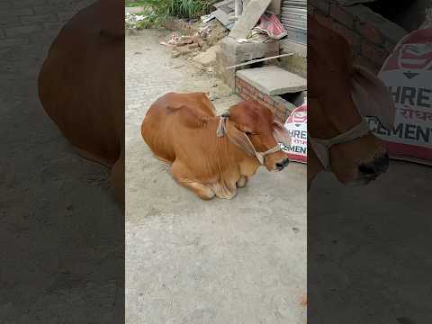 Gai kaise karti hai ๐๐คช #shorts #funny #shortvideos