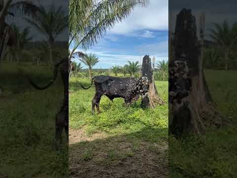 alguien sabe cómo se llama esta enfermedad y como la puedo curar?