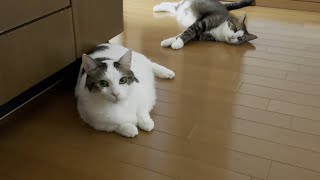 深夜におやつを強襲した主犯格が誰かが分かりやすすぎる猫