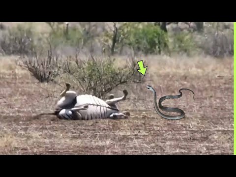 A ZEBRA NÃO SABIA QUE A MAMBA NEGRA IRIA FAZER ISSO