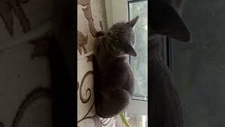 видео по выходным