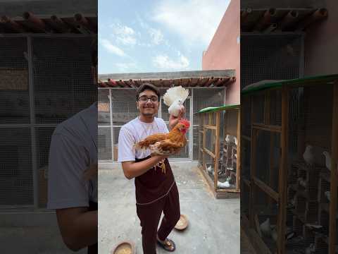Chicken Pigeon Ka Bacha Ha?🤯 #chicken #pigeon #babypigeons #vicpettown
