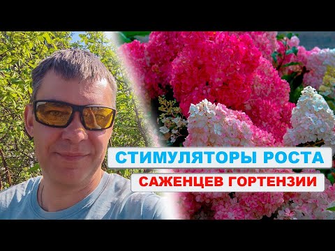 Саженцы ГОРТЕНЗИИ слишком хорошие 🌸 сильные вырастают на этих стимуляторах роста 🌱