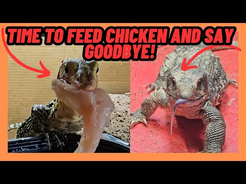 FEEDING CHICKEN AND SAYING GOODBYE TO MY YELLOW MONITOR LIZARD