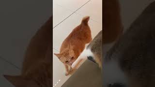 dua kucing gemay di kampus UI 🥰