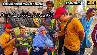 Lalukhet Exotic Birds and Parrots Market 19-8-25 Karachi Java Birds Finch Birds Lovebirds and Other