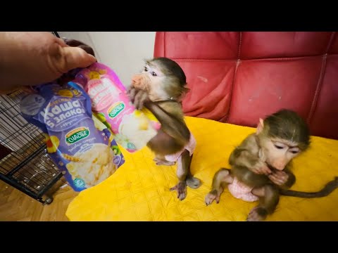 Степа и Маня выбирают новую пюрешку, которой будут лакомиться)