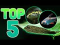Aquatic Species Characteristics and Care