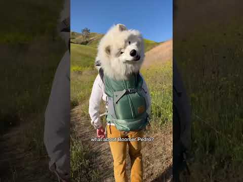 So what do you think about Boomer Pedro? #dog #samoyed #pedro