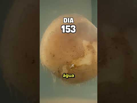 Maça dentro d'água por 1 ano 🍎