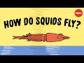 Flying Squid Quiz