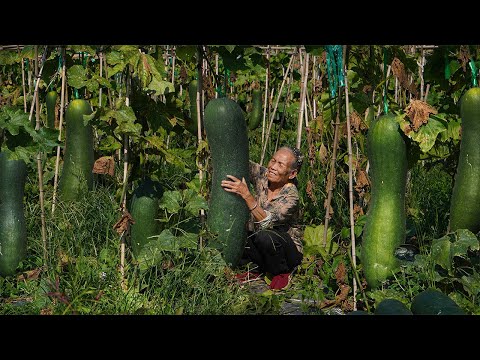 Making winter melon candy with 300 kg of winter melon｜20多斤一個的冬瓜，阿婆摘回300斤，做冬瓜糖，鄰居搶著要｜#冬瓜 ｜ 广西 美食 玉林阿婆