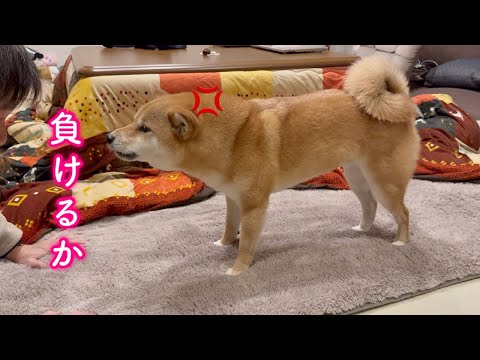 売られたケンカは買う破天荒な柴犬が可愛い