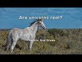 Siberian Unicorn and Mythical Creatures