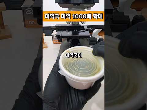 배달 온 미역국의 미역 1000배 확대 #현미경 #microscope #확대 #1000배