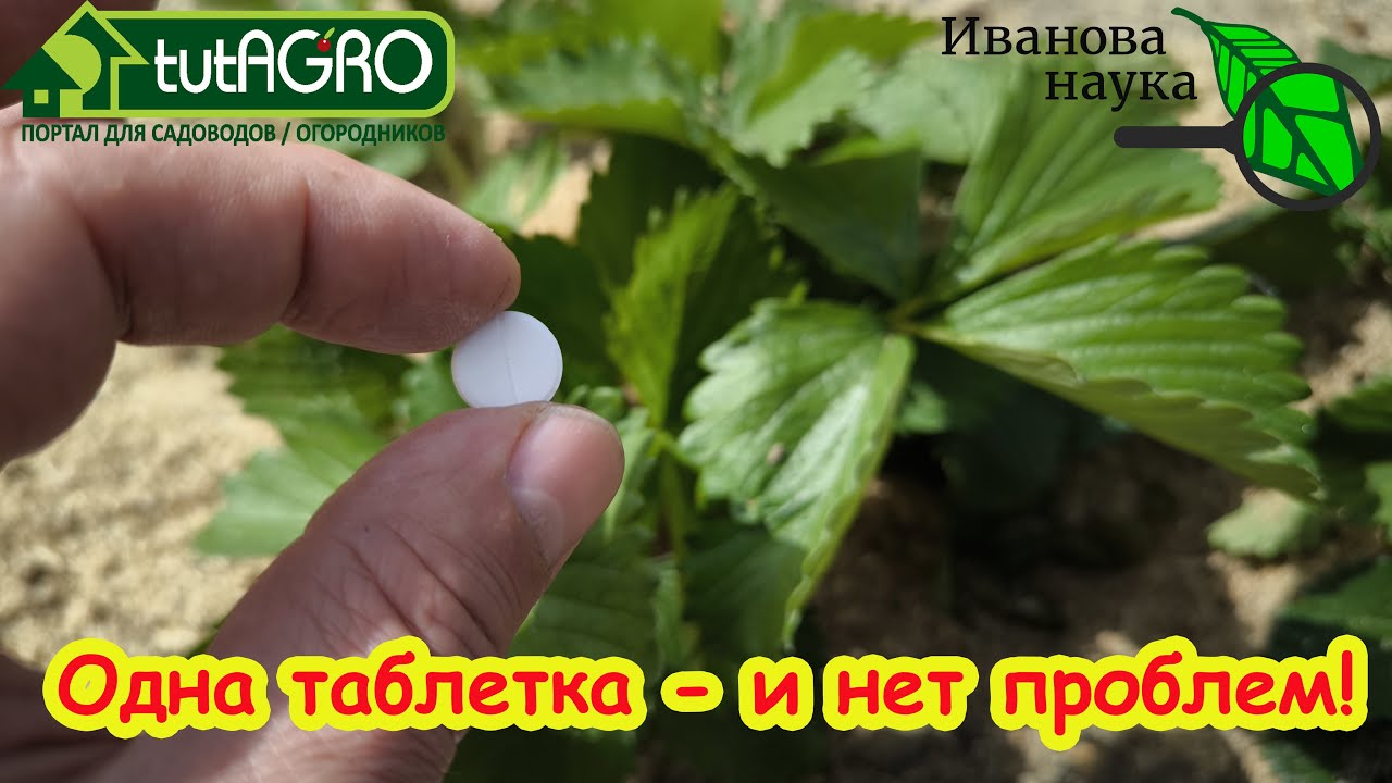 Одна таблетка решит кучу проблем. Закапываю эту дешёвую таблетку и клубника не болеет и не крутится.