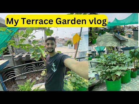 छत पर बनाया सब्जियां का बगीचा My Terrace garden vlog