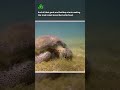 Impact of Ocean Plastic on Sea Turtles and the Environment