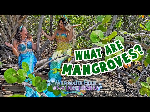 Ep 12: What are Mangroves? | Mermaid Elle - Saving the Seas