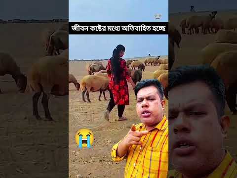 সৌদির মরুভূমিতে বেড়া মানুষও ভয় পায় #sorts #comedymove #comedyfilms #funny