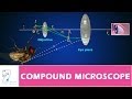 Microscope Image Formation and Magnification